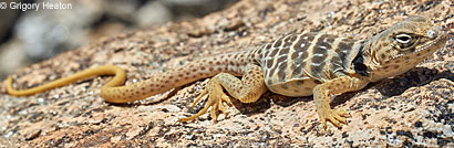 Baja California Collared Lizard