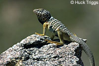 Baja California Collared Lizard