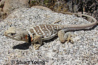 Baja California Collared Lizard