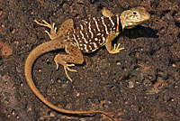 Baja California Collared Lizard