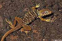 Baja California Collared Lizard