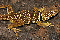 Baja California Collared Lizard