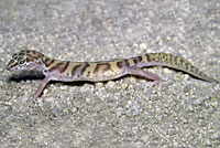 Desert Banded Gecko