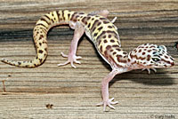 Desert Banded Gecko