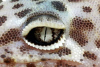 Desert Banded Gecko