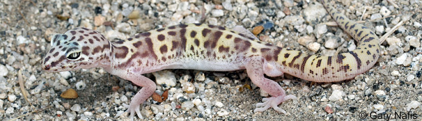 Desert Banded Gecko