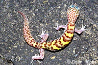 Desert Banded Gecko