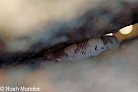 Desert Banded Gecko