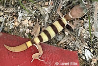 Desert Banded Gecko