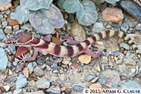 Desert Banded Gecko