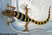 Desert Banded Gecko