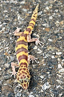 Desert Banded Gecko