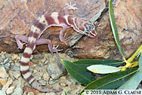 Desert Banded Gecko