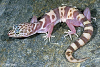 Desert Banded Gecko