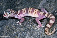 Desert Banded Gecko