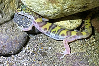 Desert Banded Gecko