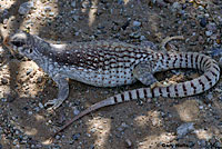 Northern Desert Iguana