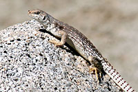 Northern Desert Iguana