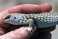 Northern Desert Iguana