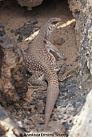 Northern Desert Iguana