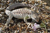 Northern Desert Iguana