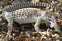 Northern Desert Iguana