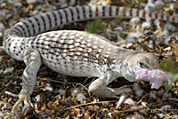 Northern Desert Iguana