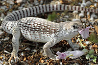 Northern Desert Iguana