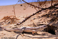 Northern Desert Iguana