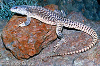 Northern Desert Iguana