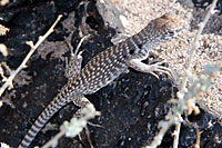 Northern Desert Iguana