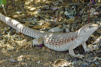 Northern Desert Iguana