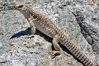 Northern Desert Iguana