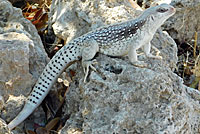 Northern Desert Iguana