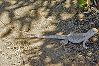 Northern Desert Iguana