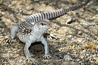 Northern Desert Iguana