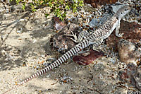 Northern Desert Iguana