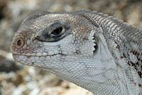 Northern Desert Iguana