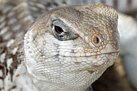 Northern Desert Iguana