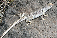 Northern Desert Iguana