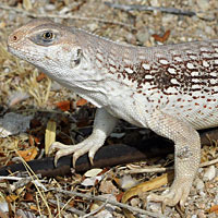 Northern Desert Iguana