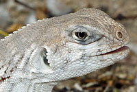 Northern Desert Iguana