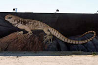 Northern Desert Iguana Habitat