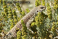 Northern Desert Iguana