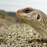 Northern Desert Iguana