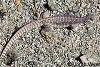 Northern Desert Iguana