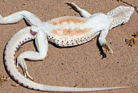 Northern Desert Iguana