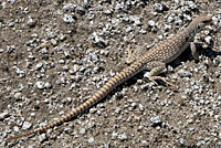 Northern Desert Iguana