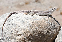 Northern Desert Iguana