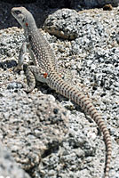 Northern Desert Iguana